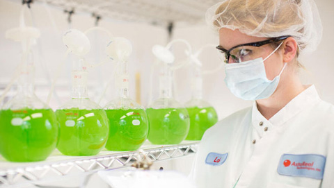 Algodling hos AstaReal