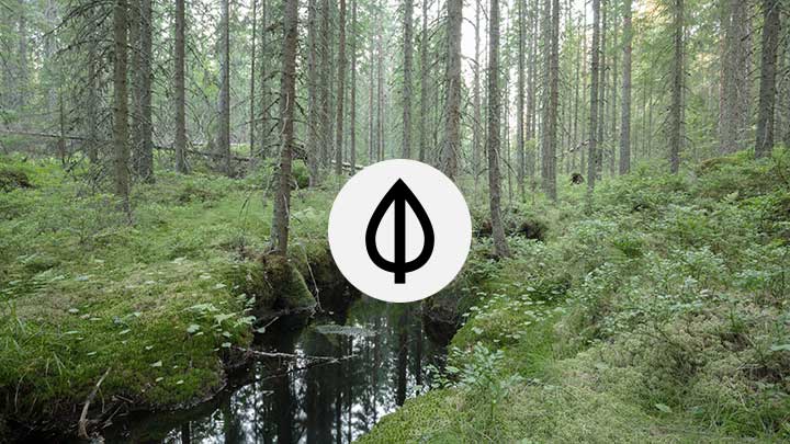 Prunkande skog med porlande bäck