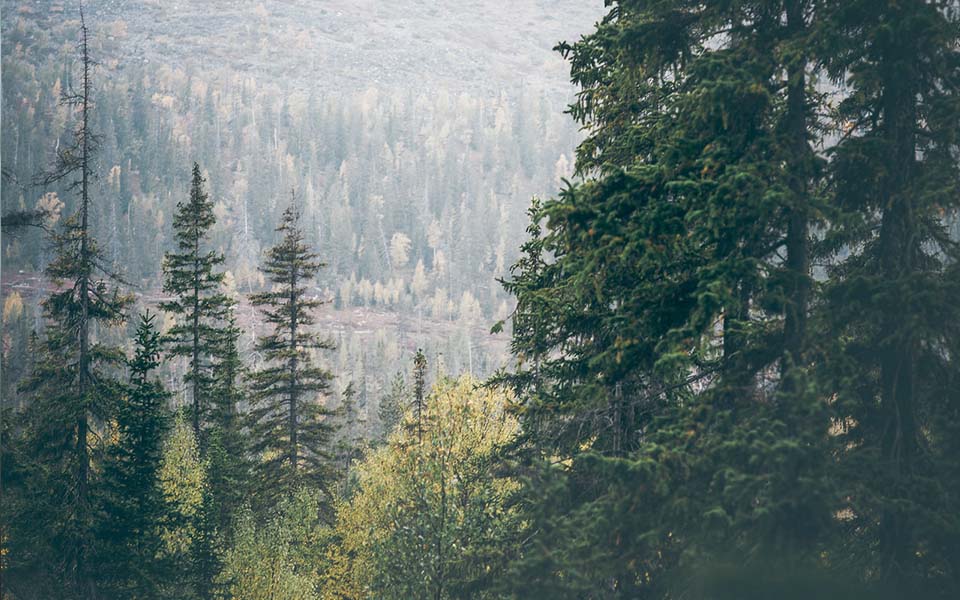 Trädtoppar i skogen.