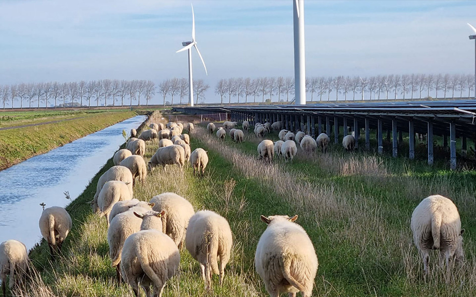 Agrivoltaik – när jordbruk och solenergi samverkar