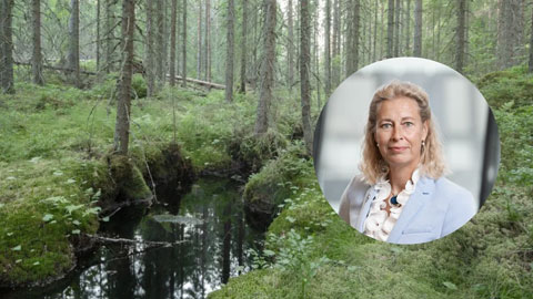 Bäck som rinner igenom en skog