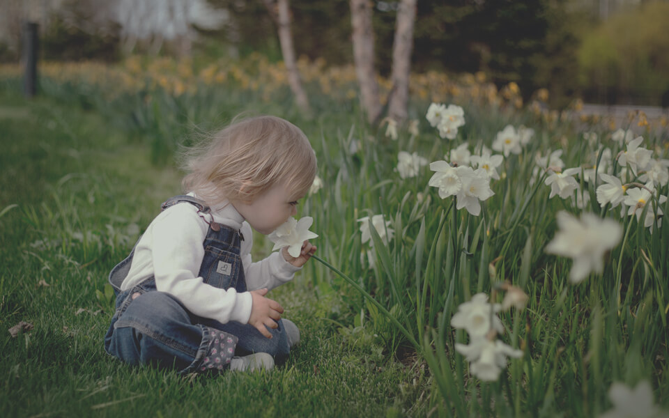 Trädgård och elapparater