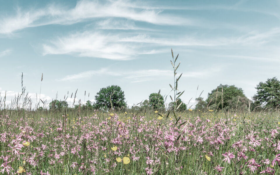 Äng fylld av olika blommor