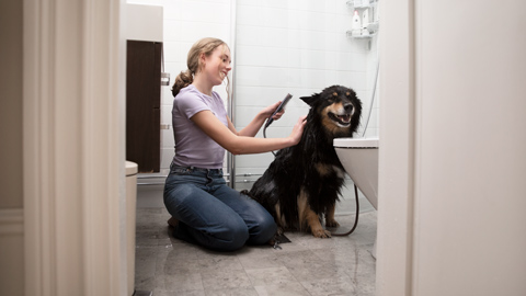 Tjej som tvättar sin hund i duschen