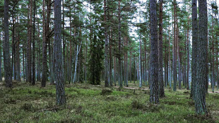 Tallskog