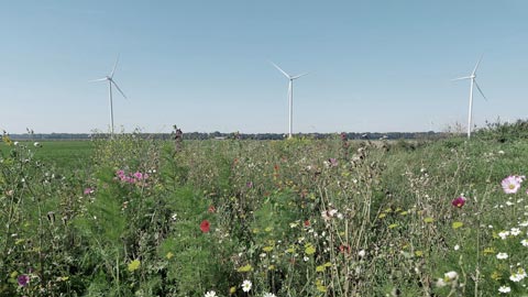 Vindkraftverk på gräsäng