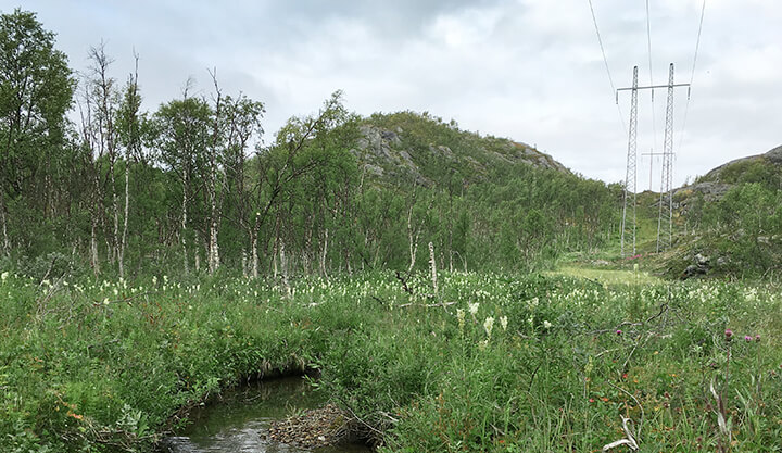 Grönskande naturlandskap med en liten bäck i förgrunden, fjällbjörkar och blommande vegetation samt kraftledningar som sträcker sig genom dalen under en molnig himmel.