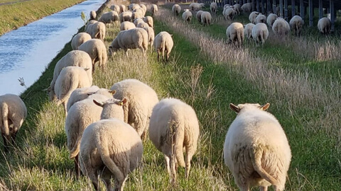 Får ute på fältet.